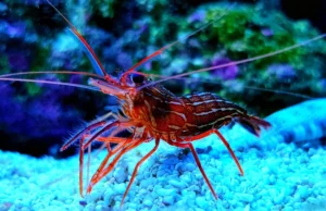 Harmony in the Tank: Achieving Compatibility Among Aquarium Shrimp and Their Tankmates