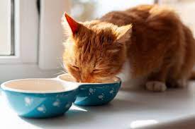 Feline Wellness: Nurturing Your Cat Through Proper Nutrition and Feeding Practices