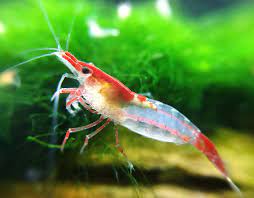Exploring the Best Types of Aquarium Shrimp: A Guide for Enthusiasts