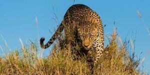 Safari Sonnets: Poetic Encounters with Wildlife