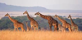Extreme Safari Sports: Thrills Beyond Wildlife Viewing