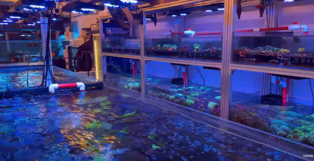 A Beginner’s Guide to Caring for Blue Mystery Snails in Your Freshwater Aquarium With Crabs and Shrimps