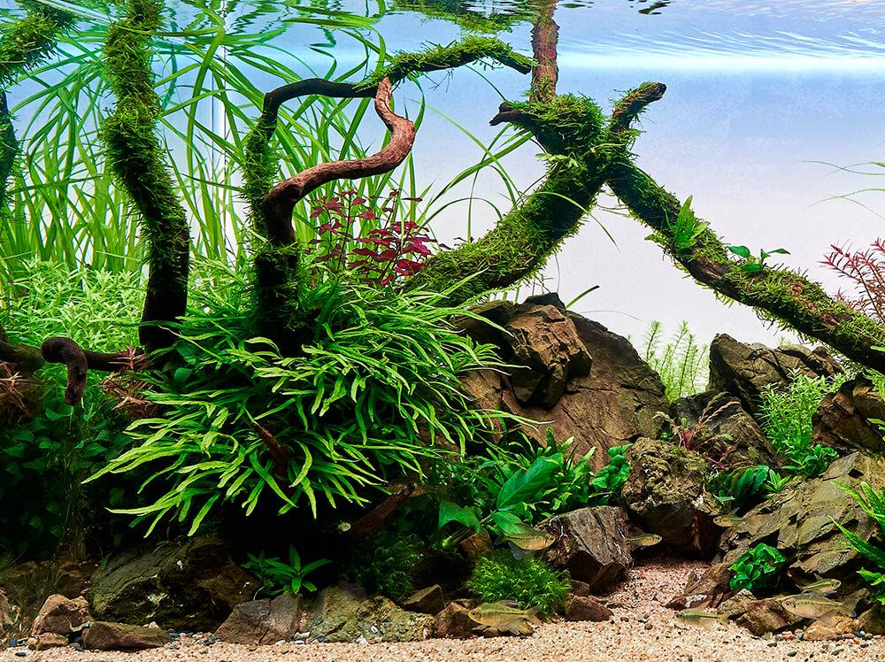 Why Aquarium Plants Are Essential for a Healthy Freshwater Fish Tank